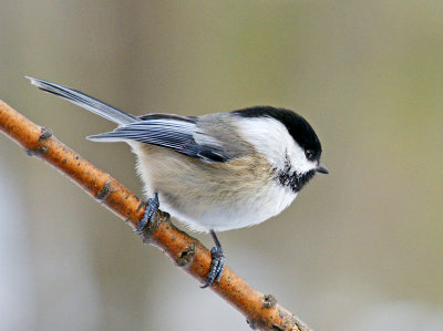 Chickadee