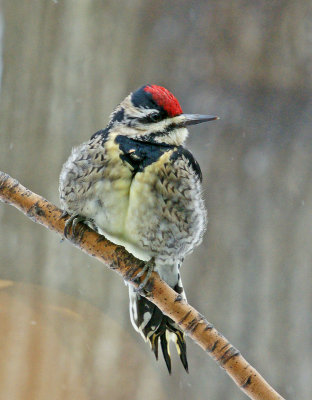 Sapsucker