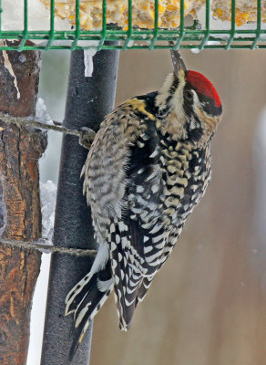 Sapsucker
