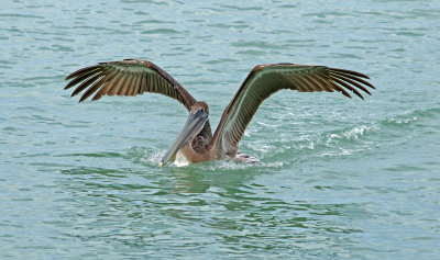 Naples - Sanibel