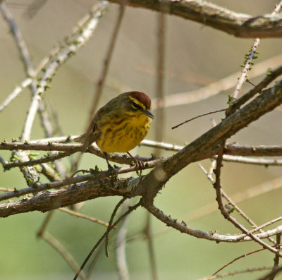 5/7/14 - Palm warbler 