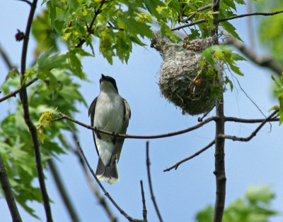 King bird next to old nest