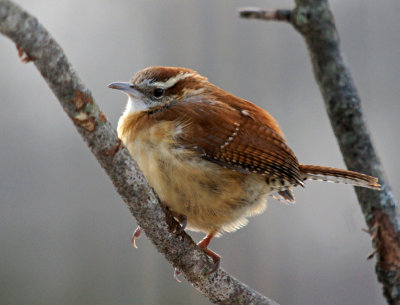 1/25/14- Wren