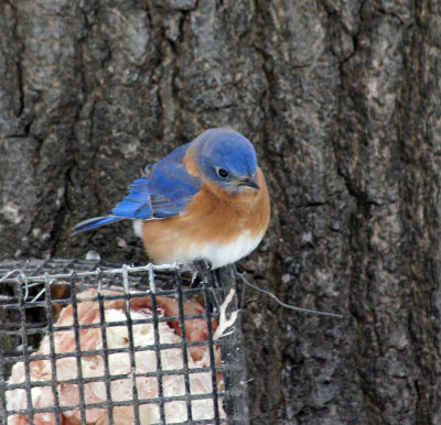 bluebird