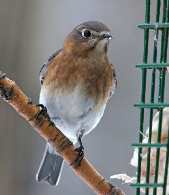 bluebird