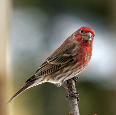 finch