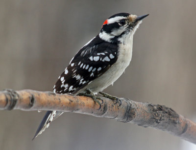 woodpecker