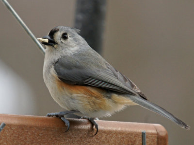 1/25/14 tufted titmouse
