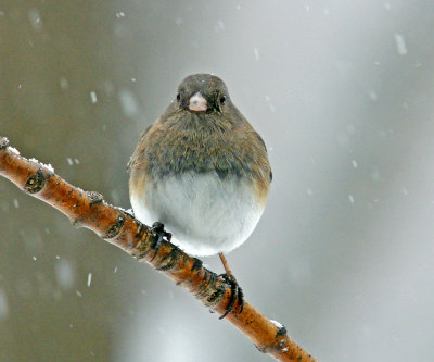 2/15/14 - junco