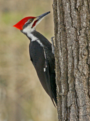  3/17/14 pileated woodpecker - first sighting ever in backyard