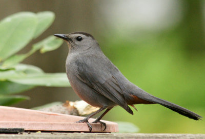5/13/14 - cat bird
