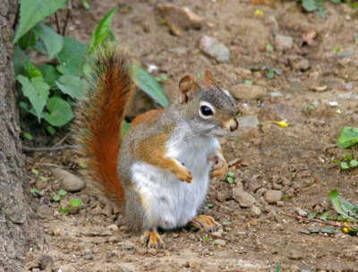 5/8/14- red squirrel