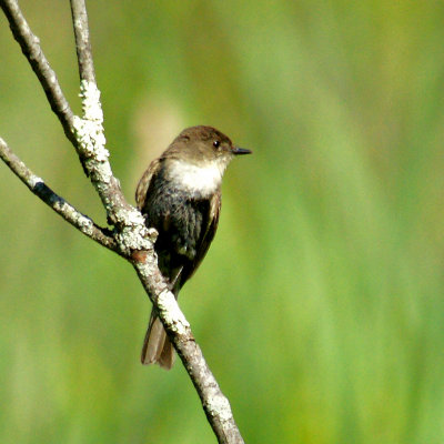 broadmoor-eastern phoebe? with well worn brooding patch???