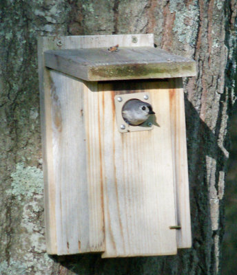backyard birdhouse-tufted titmouse- a bit soft