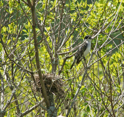 king bird near nest