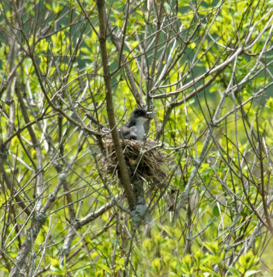 King bird nest 5/30/14 - far away