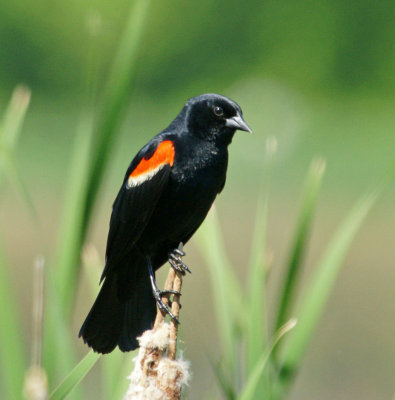 Great Meadows-red winged blackbird