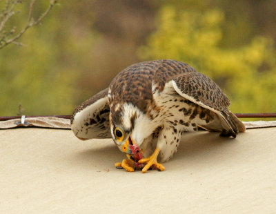 Prairie Falcon