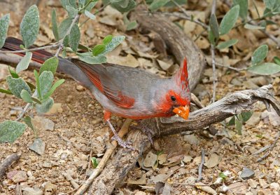 desert museum-Pyrrhuloxia