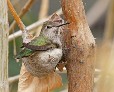 desert museum-Hummingbird on nest