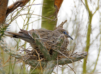 desert museum-White Winged Dove on nest