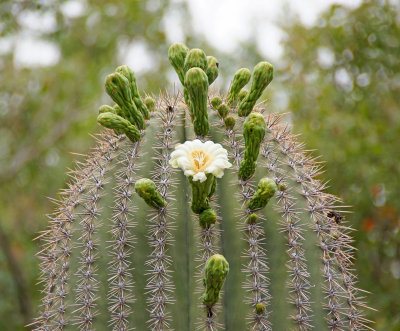 Saquaro Cactus