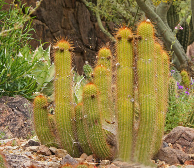 desert museum-Cute cactus