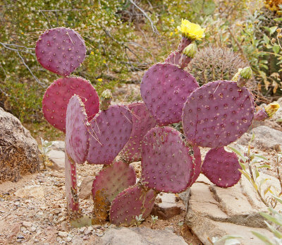 Purple Cactus-Like the color