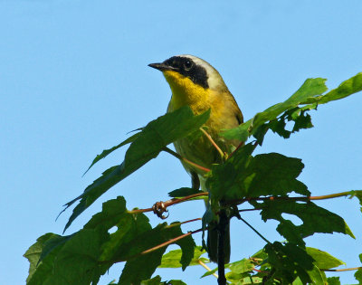 great meadows-6/16/14 - common yellow throat