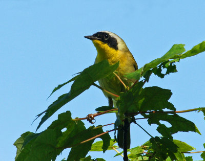 6/16/14 common yellow throat