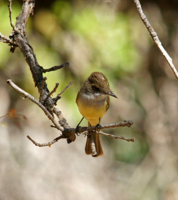 Brown Crested Fly Catcher