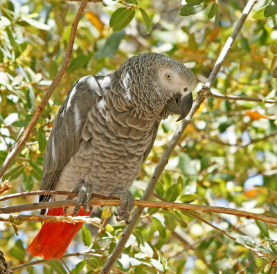 African Gray Parrot ( owners pet).
