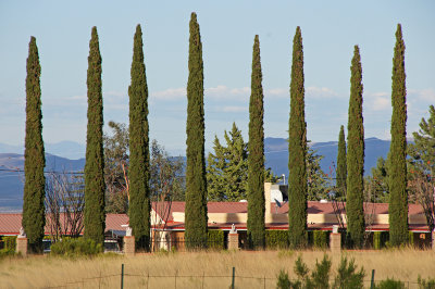 Pines similar to tuscany