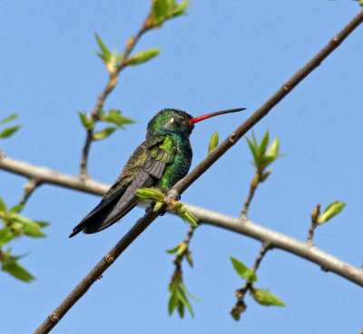 Broad billed Hummingbird