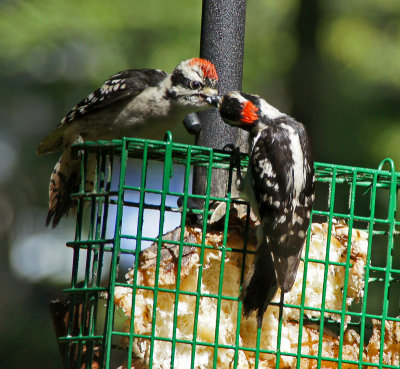 woodpeckers-feeding young