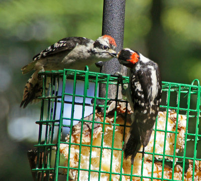 woodpeckers-6/27 - feeding young