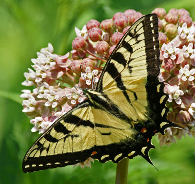 Eastern Tiger swallowtail -7/6/14 - Tower HIll Botanical Garden, Boylston MA