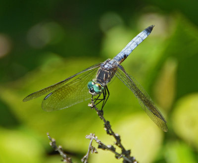 Water Row-7/5/14 - dragonfly