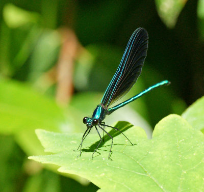7/6/14 - damselfly