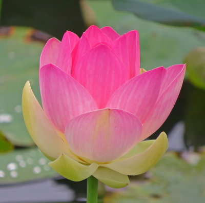 Pink lotus-7/7/14 Pond at southboro med center in Framingham