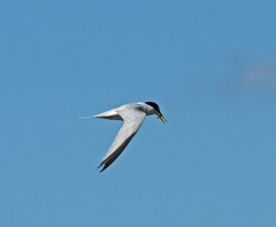 plum island-Tern with fish