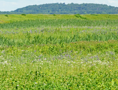 Scenic Marsh