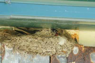 Swallow nest under roof