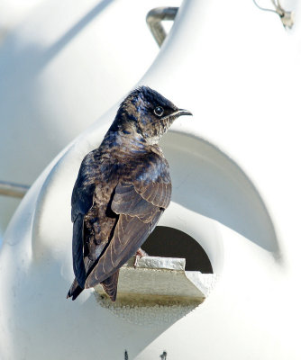 plum island-6/20/14- Purple Martin