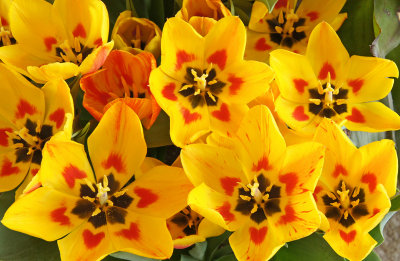 3/29/14  - tulips
