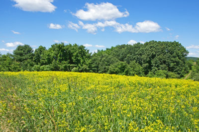 Amesbury-Field of Yellow Flowers