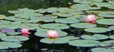Water lilies