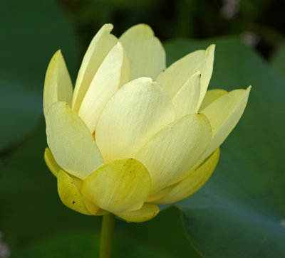 great meadows-7/30/14 lotus flower