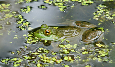 6/27/13- frog