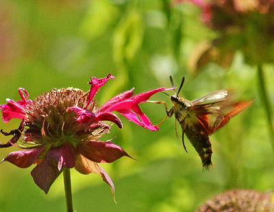 Hummingbird moth